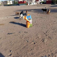 photo de livraison pour Comme Chiens et Chats Maroc