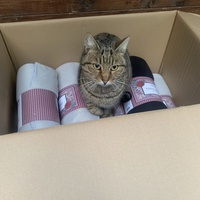 photo de livraison pour Les chats de chez nous