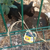 photo de livraison pour Les Chats-Pitresdelavi-Ste