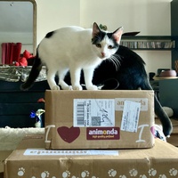 photo de livraison pour Association C.A.T.S. Chat Animal Terrien Solidarité