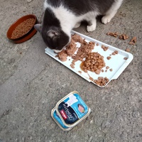 photo de livraison pour Leschatsmartinois