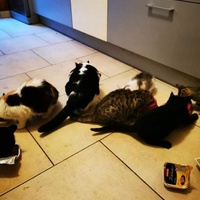 photo de livraison pour Les Chats Libres de Joinville