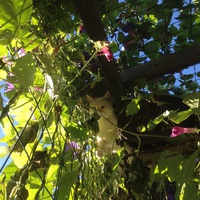 photo de livraison pour Association Des  Chats  De Hyeres