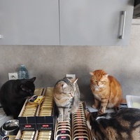 photo de livraison pour Chez Minou