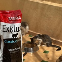 photo de livraison pour Le Coeur sur la Patte