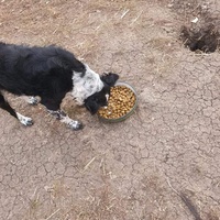 photo de livraison pour Serbian Society for the Protection of Animals - SSPA