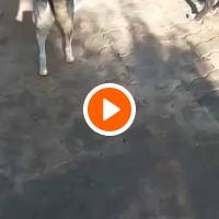 photo de livraison pour Comme Chiens et Chats Maroc