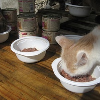 photo de livraison pour Jardin des Chats