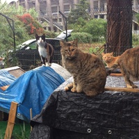 photo de livraison pour Les chats de chez nous