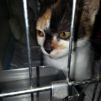 photo de livraison pour Amicale Chats