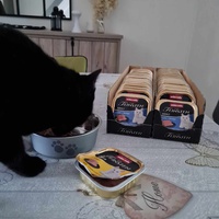 photo de livraison pour Les chats de l'Indifférence