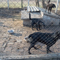 photo de livraison pour Azil Bella