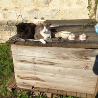 photo de livraison pour Ecole du Chat d’Arbois