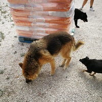 photo de livraison pour Protectors Animal El Hocico
