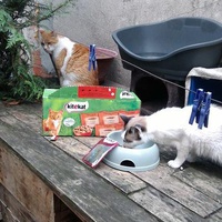photo de livraison pour Les Aristocat's