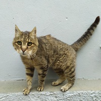 photo de livraison pour ANIMAL ATTITUDE