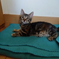 photo de livraison pour Les Chats de la Rue
