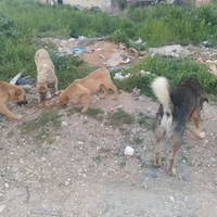 photo de livraison pour Civic Initiative Kane Korzo Skopje