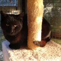 photo de livraison pour Association Des  Chats  De Hyeres