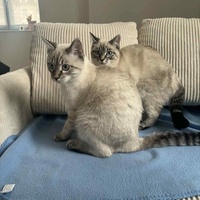 photo de livraison pour Les Pattes de l'Espoir 