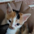 photo association