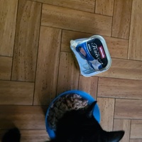 photo de livraison pour Les Chats du Coeur de Longvic