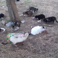 photo de livraison pour Les Chats Libres de la Canterrane