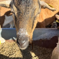 photo de livraison pour Refuge du Poil à la Plume
