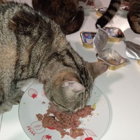 photo de livraison pour Hungry Cats14