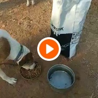 photo de livraison pour For the Strays - Paws of Greece