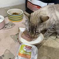 photo de livraison pour Cosa Animalia