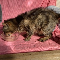 photo de livraison pour STREET CATS