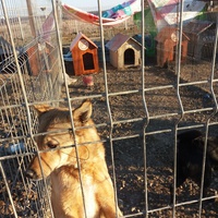 photo de livraison pour Animal Shields Oradea