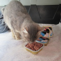 photo de livraison pour Jardin des Chats