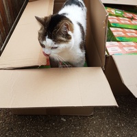 photo de livraison pour Chat de Gout'hier sans Toit
