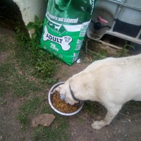 photo de livraison pour Serbian Society for the Protection of Animals - SSPA