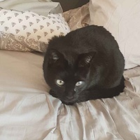 photo de livraison pour Association Des  Chats  De Hyeres