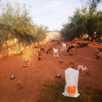 photo de livraison pour Help Adopt Moroccan Animals