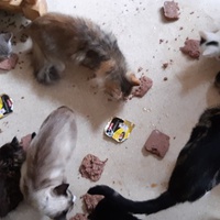 photo de livraison pour Pour l'Amour des Chats