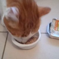 photo de livraison pour Hungry Cats14
