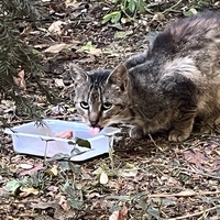 photo de livraison pour Association C.A.T.S. Chat Animal Terrien Solidarité