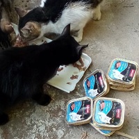 photo de livraison pour Leschatsmartinois