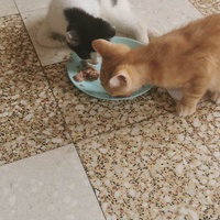 photo de livraison pour Stérilcat 80