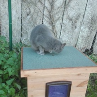 photo de livraison pour Paroles de Chats
