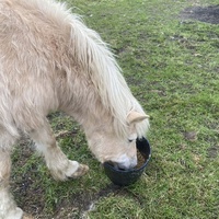 photo de livraison pour Espoir au Galop