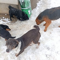 photo de livraison pour Udruzenje za Zastitu Zivotinja Srecko, Valjevo