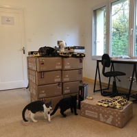 photo de livraison pour Les Chats Libres de Joinville