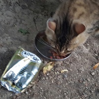 photo de livraison pour Main Alapatte