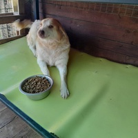 photo de livraison pour Happy Shelter Skopje