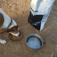 photo de livraison pour For the Strays - Paws of Greece
